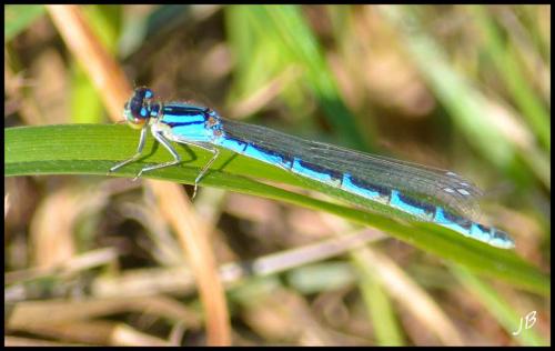 Enallagma cyathigerum